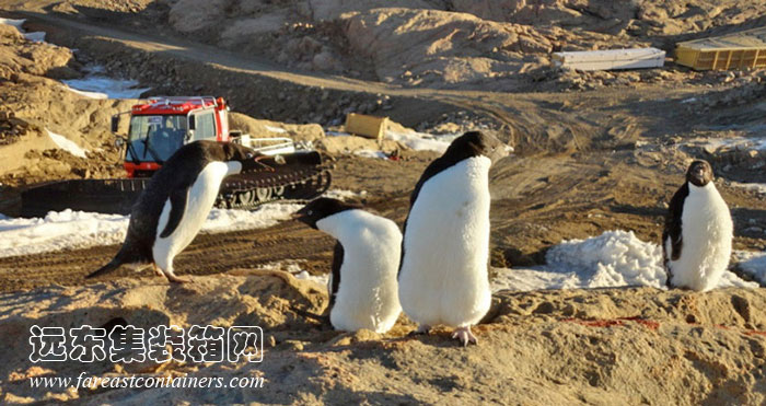 集装箱建筑建筑过程中附近悠闲的企鹅